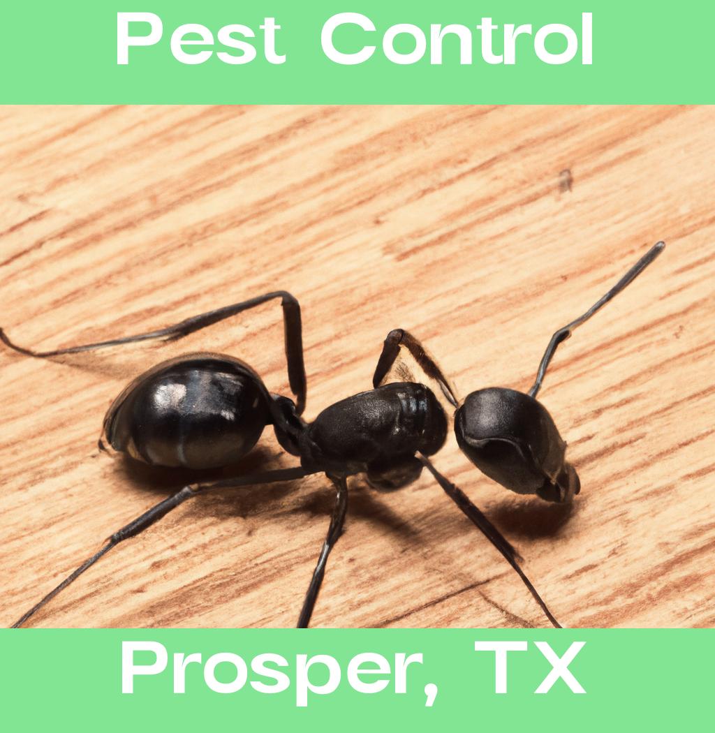 pest control in Prosper Texas