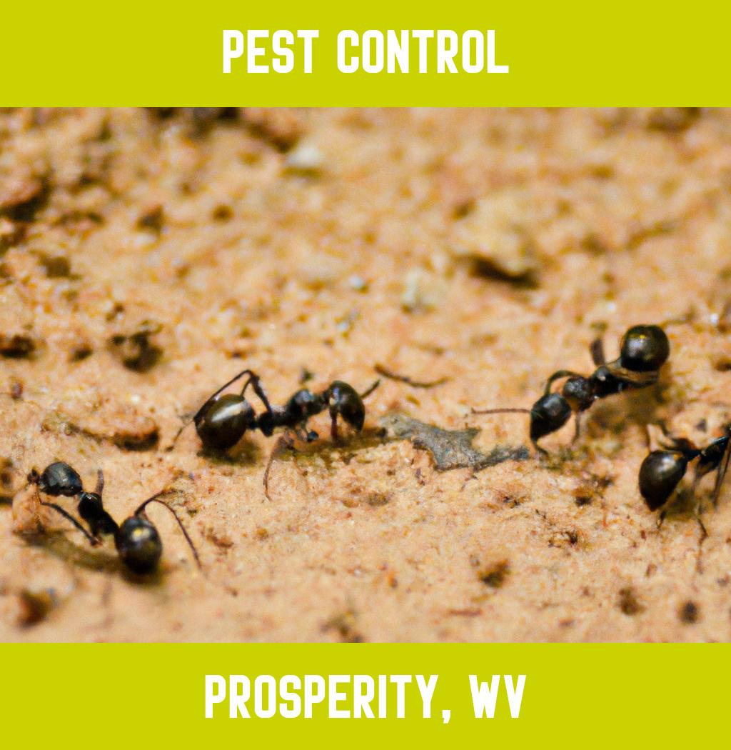 pest control in Prosperity West Virginia