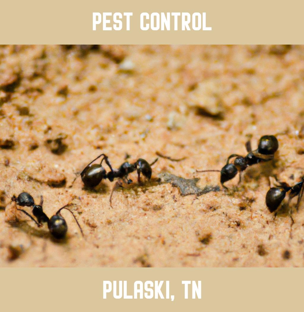 pest control in Pulaski Tennessee
