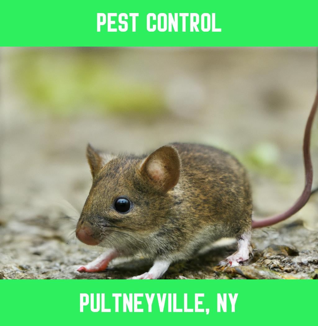 pest control in Pultneyville New York