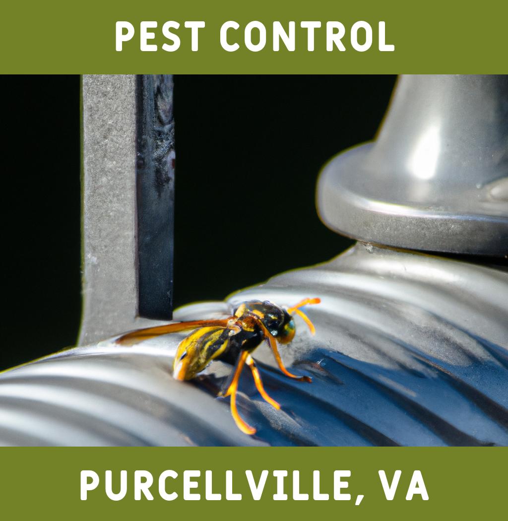 pest control in Purcellville Virginia