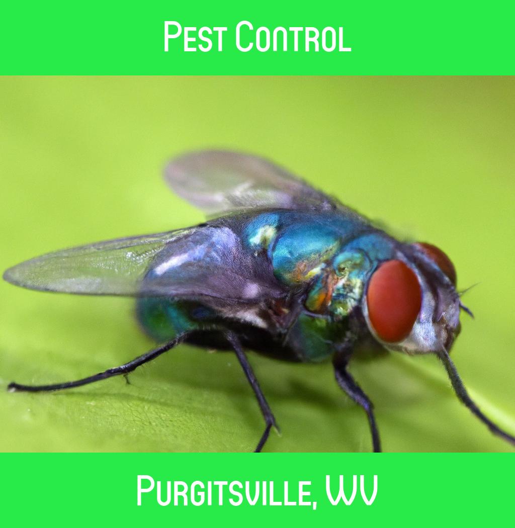 pest control in Purgitsville West Virginia