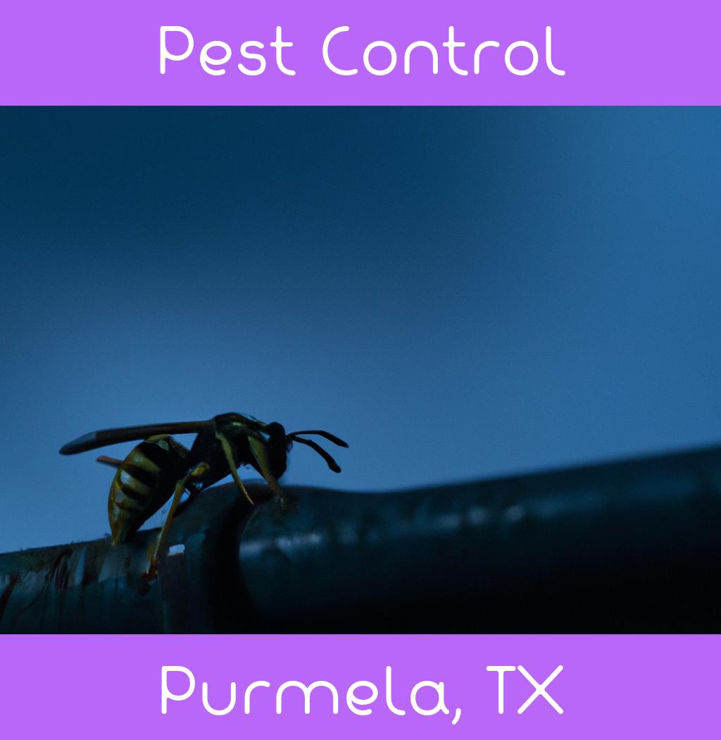 pest control in Purmela Texas