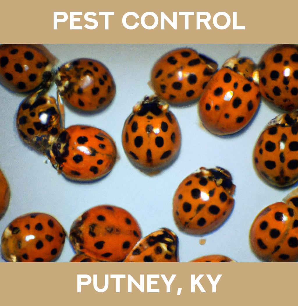 pest control in Putney Kentucky