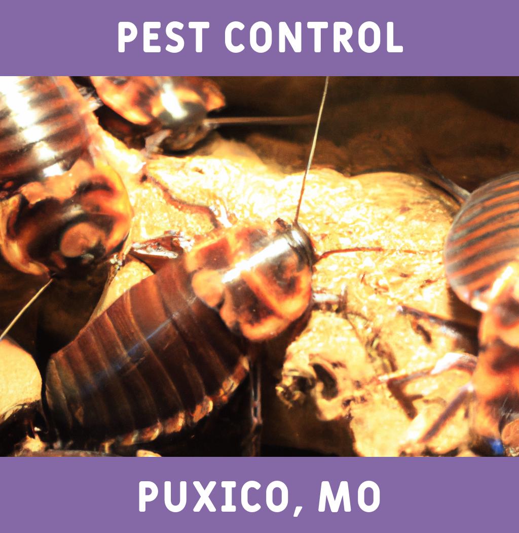 pest control in Puxico Missouri