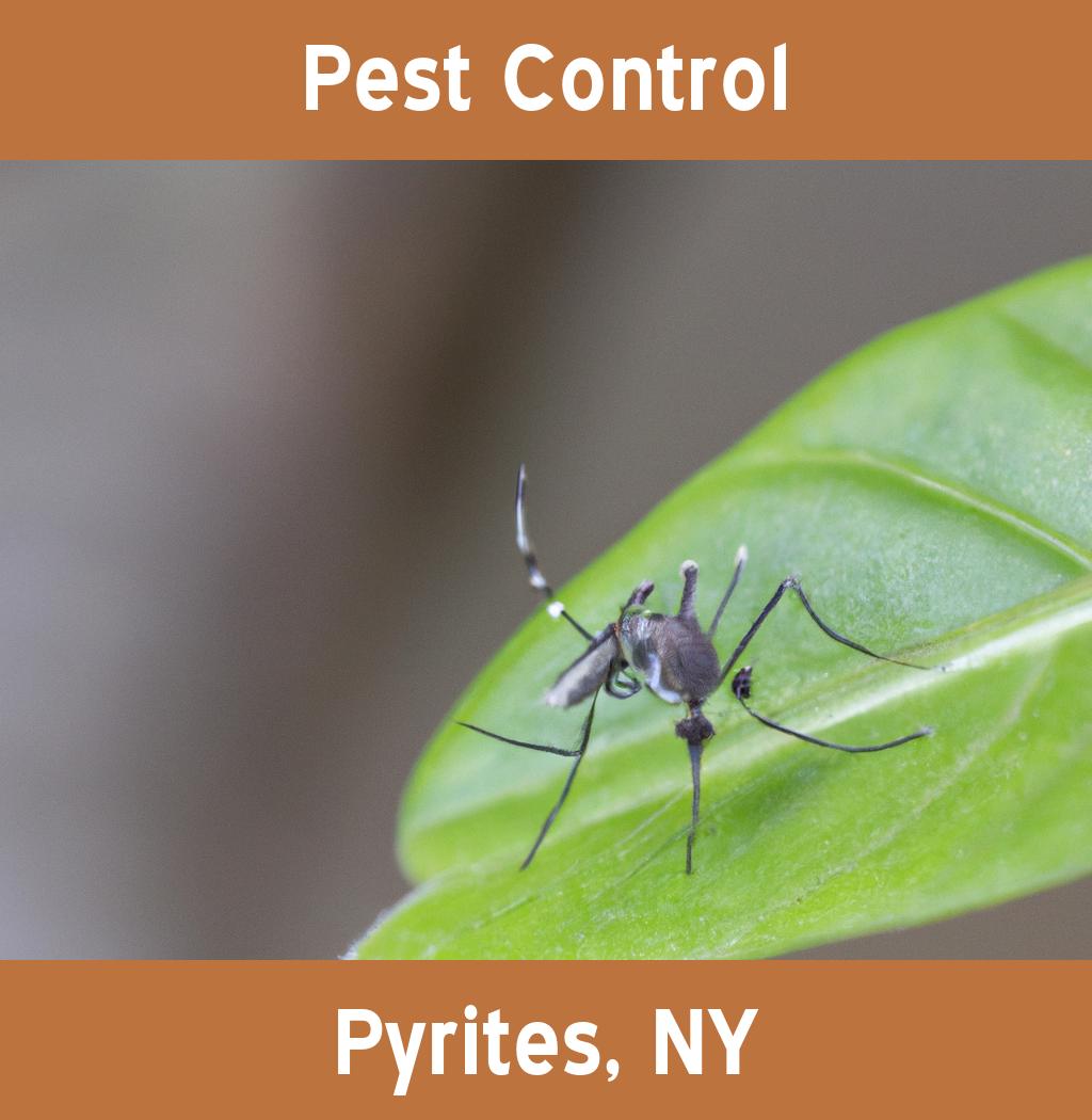 pest control in Pyrites New York