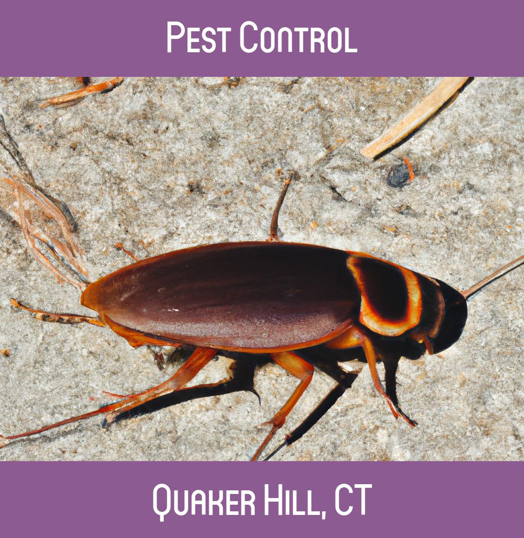 pest control in Quaker Hill Connecticut