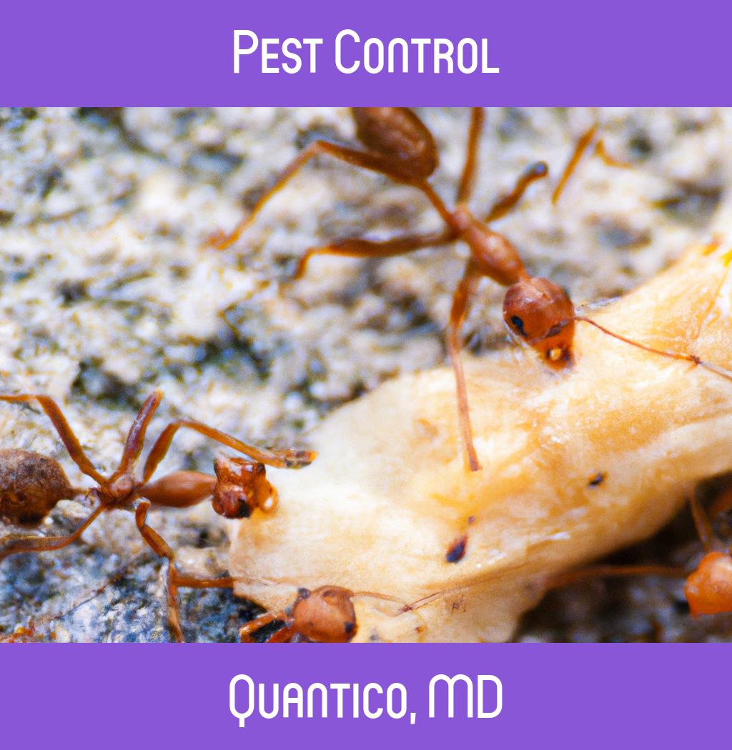 pest control in Quantico Maryland