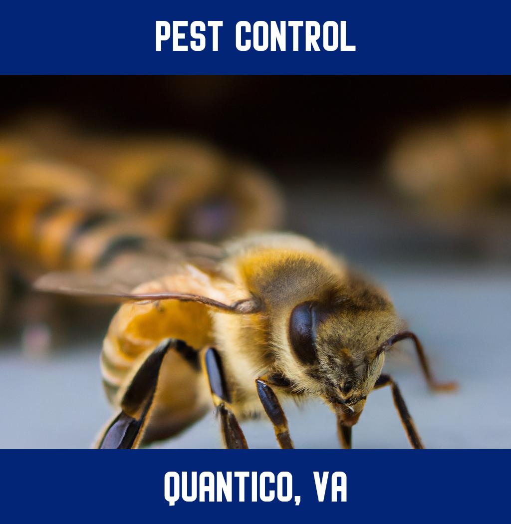 pest control in Quantico Virginia