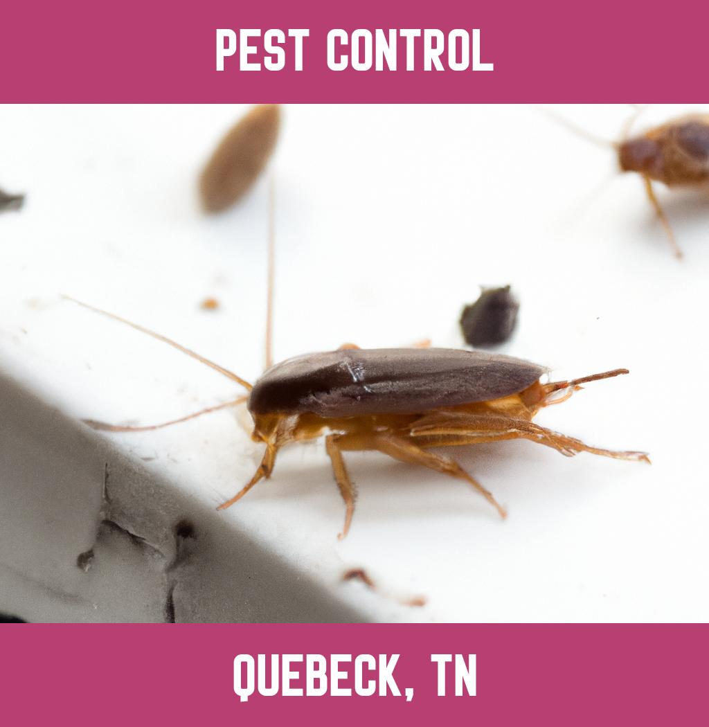 pest control in Quebeck Tennessee