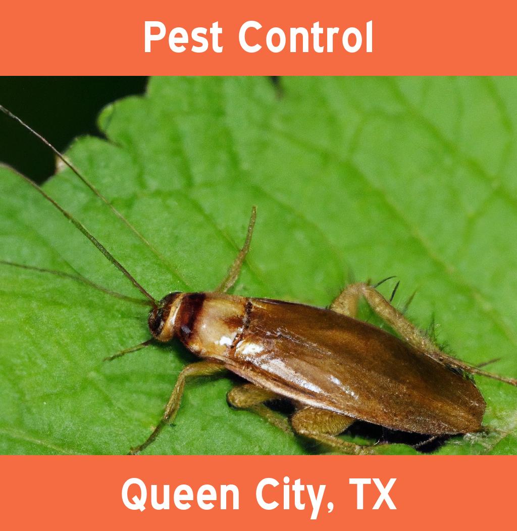 pest control in Queen City Texas