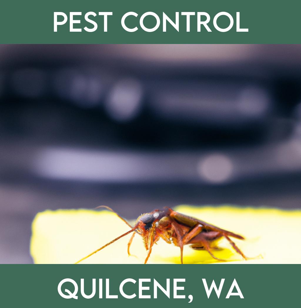 pest control in Quilcene Washington