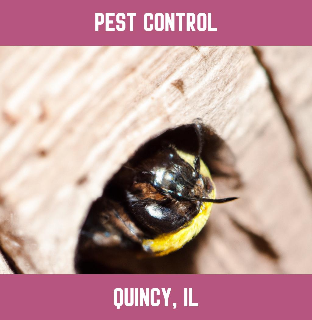 pest control in Quincy Illinois