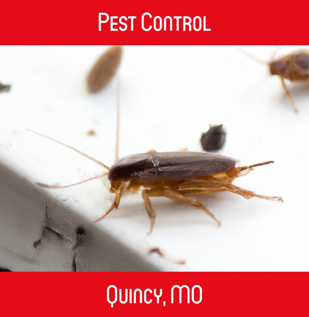pest control in Quincy Missouri