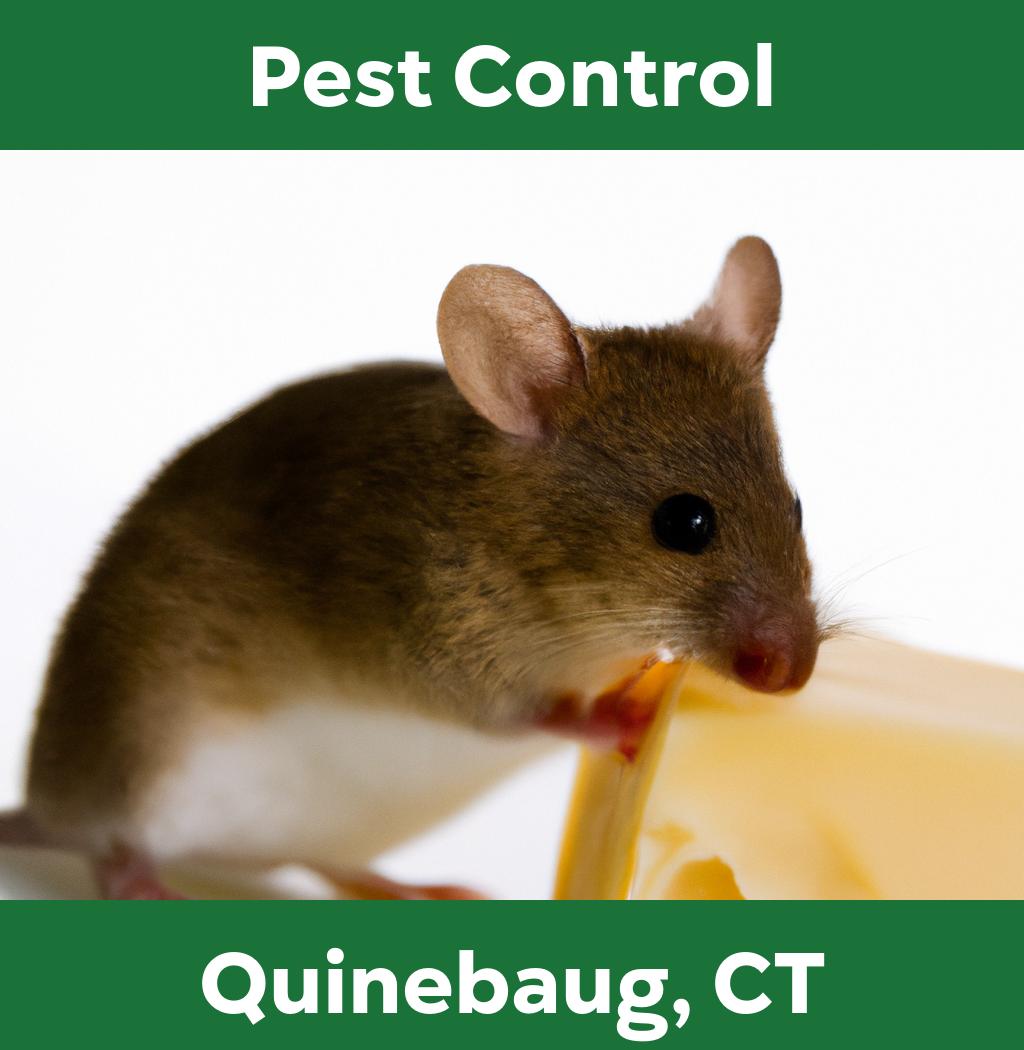 pest control in Quinebaug Connecticut