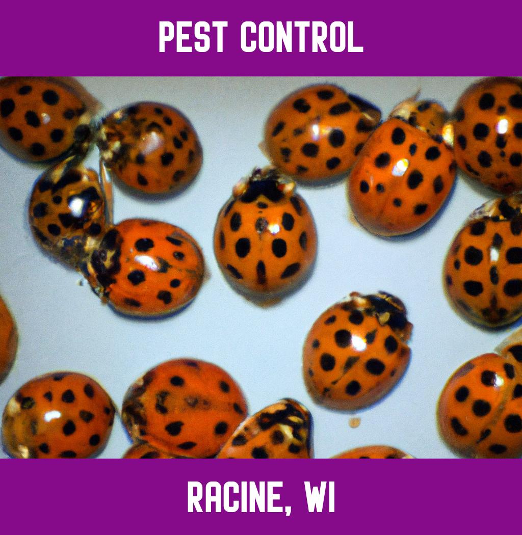 pest control in Racine Wisconsin