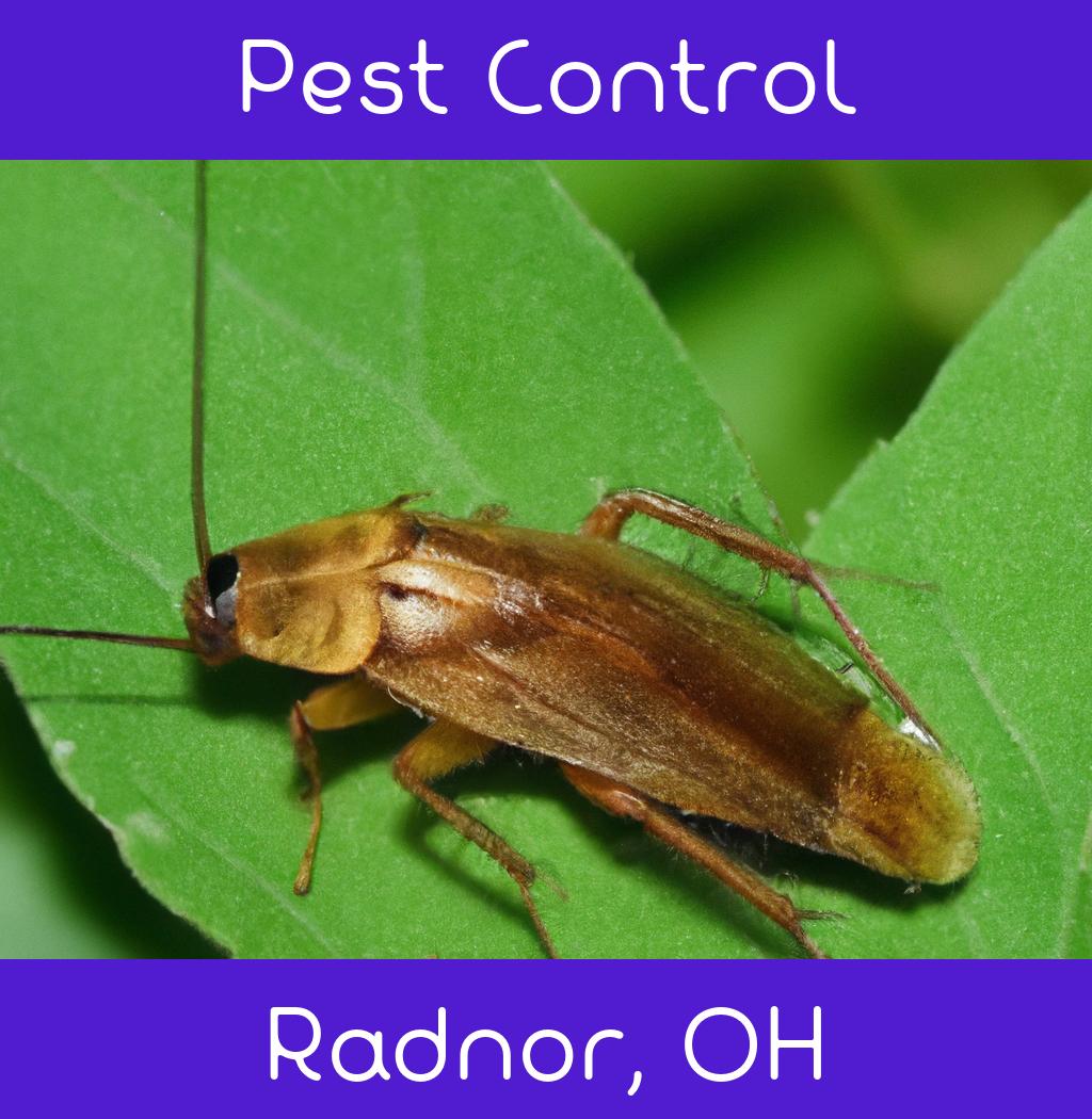 pest control in Radnor Ohio