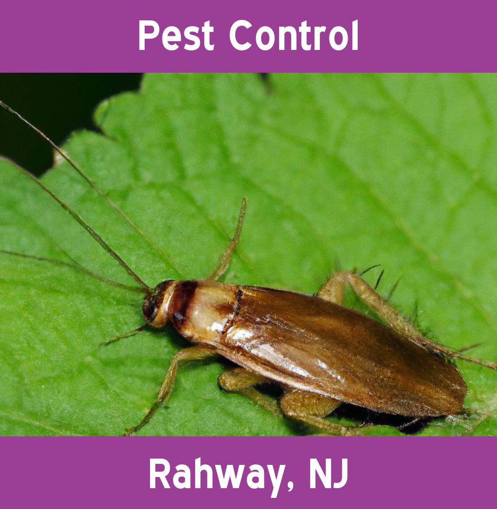 pest control in Rahway New Jersey