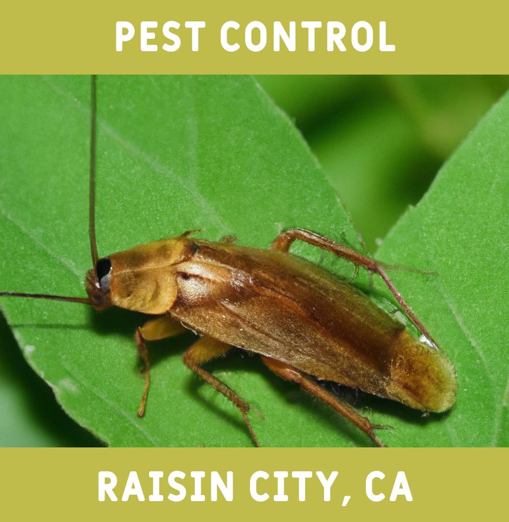 pest control in Raisin City California