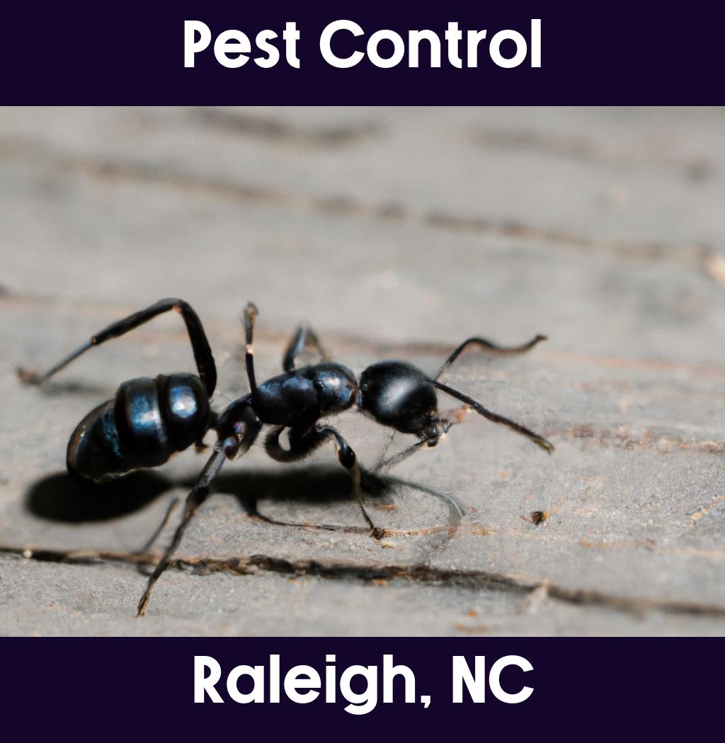 pest control in Raleigh North Carolina