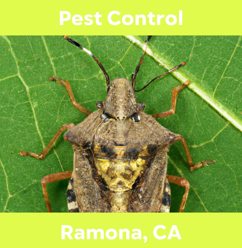 pest control in Ramona California