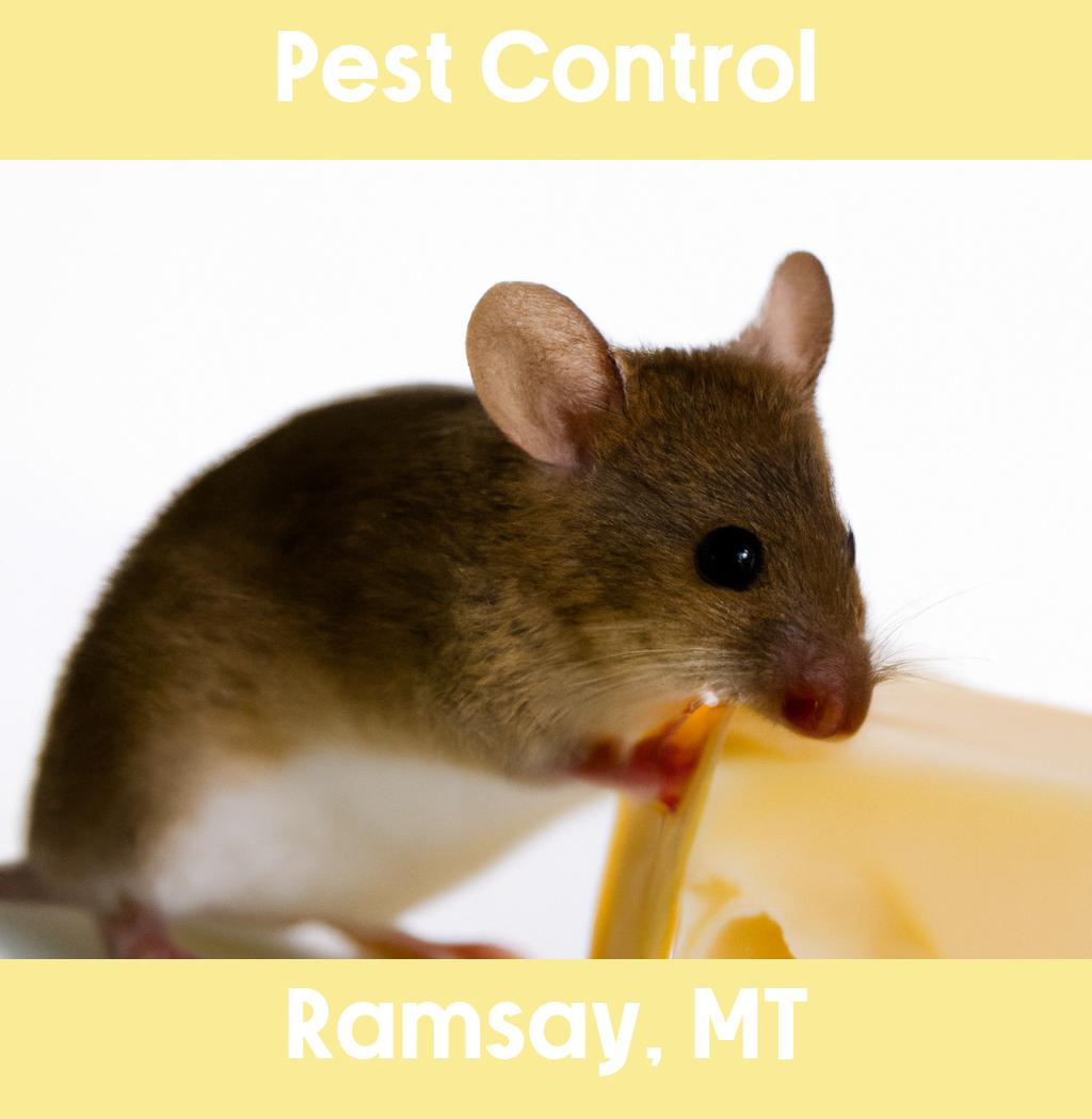pest control in Ramsay Montana