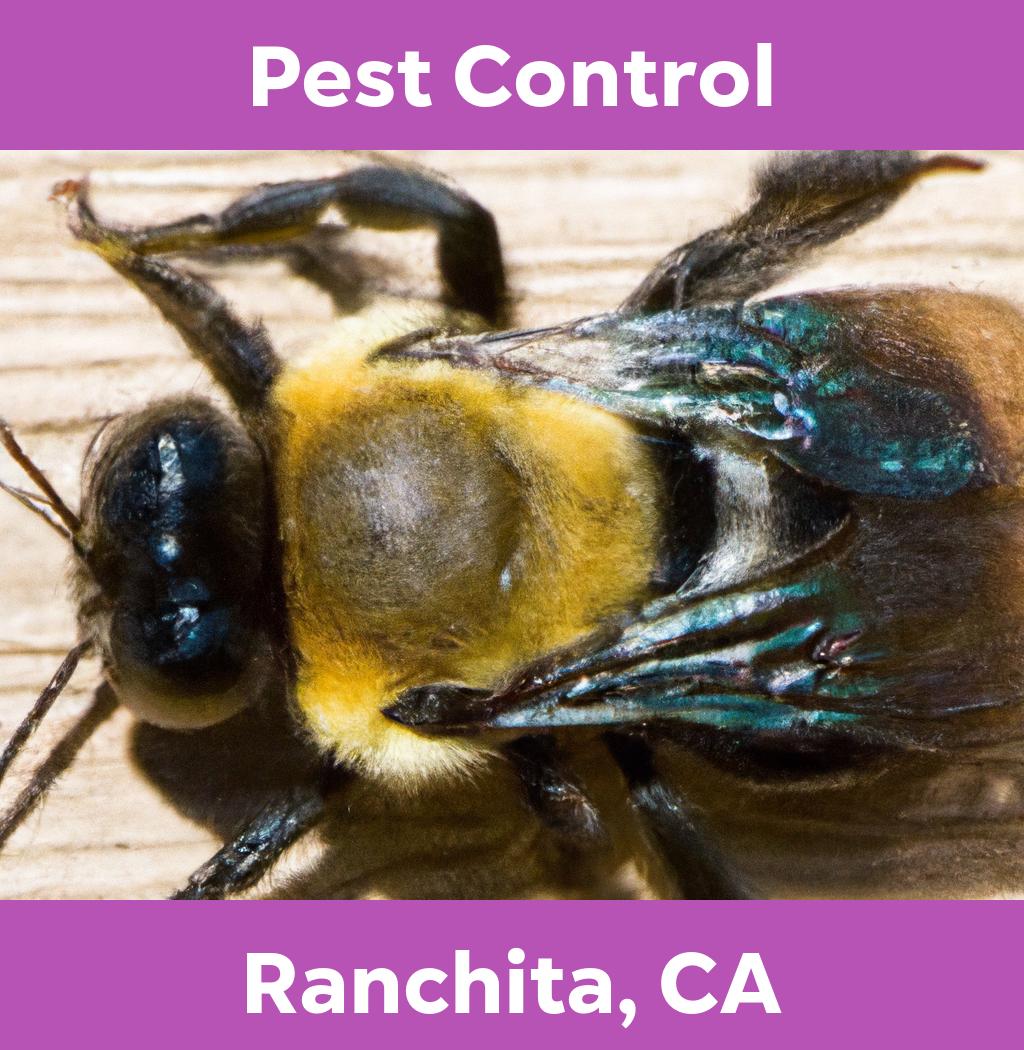 pest control in Ranchita California