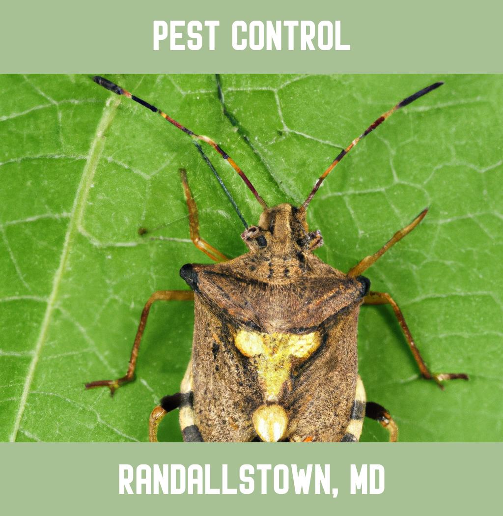 pest control in Randallstown Maryland