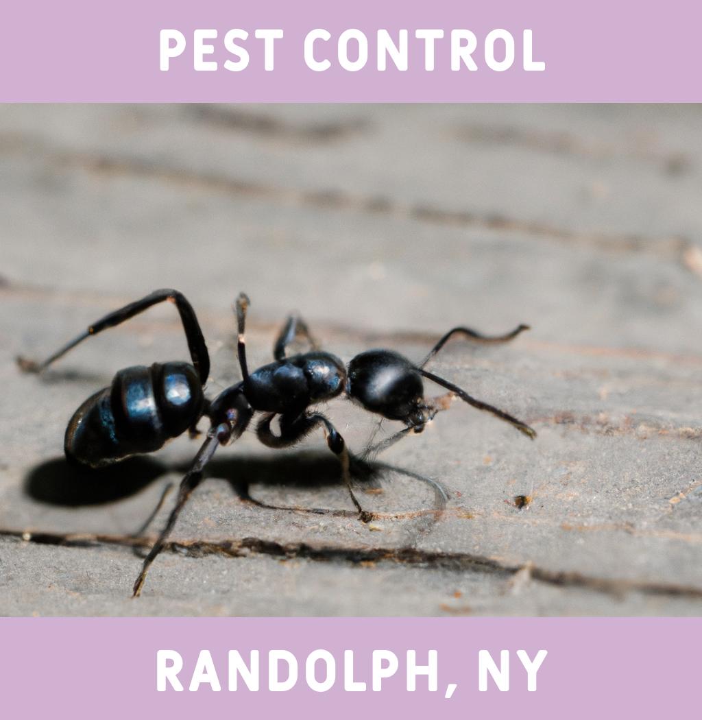 pest control in Randolph New York