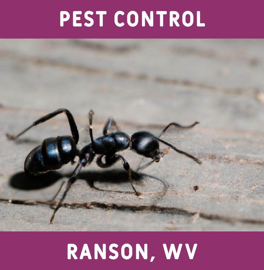 pest control in Ranson West Virginia