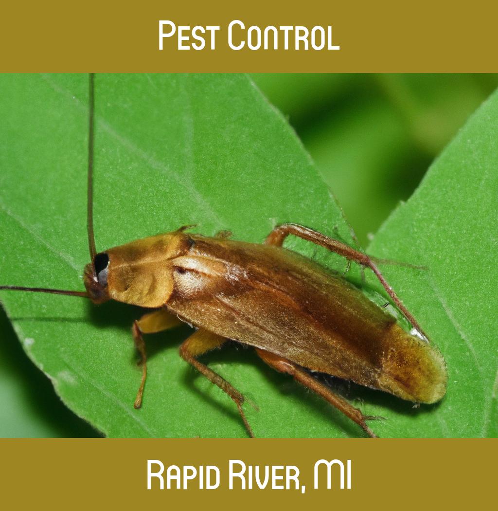 pest control in Rapid River Michigan