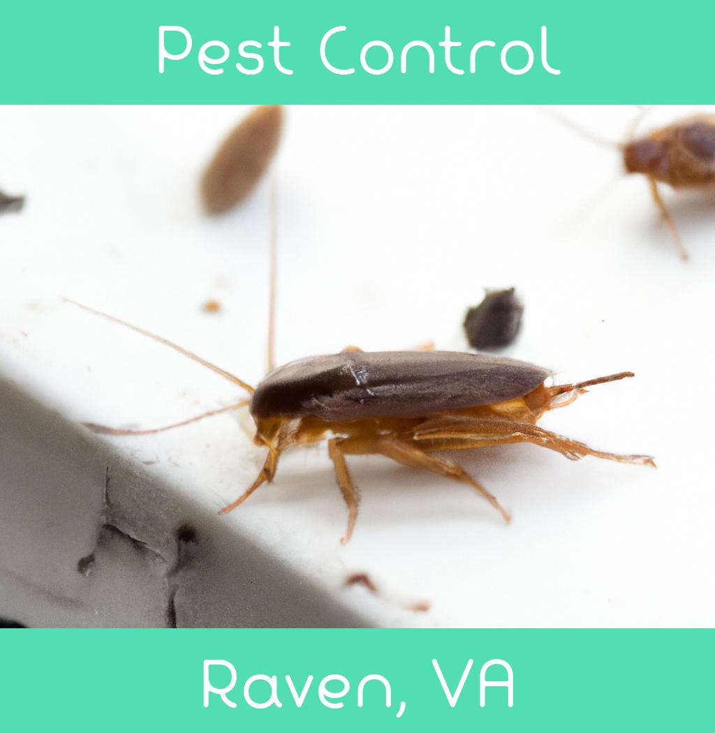 pest control in Raven Virginia