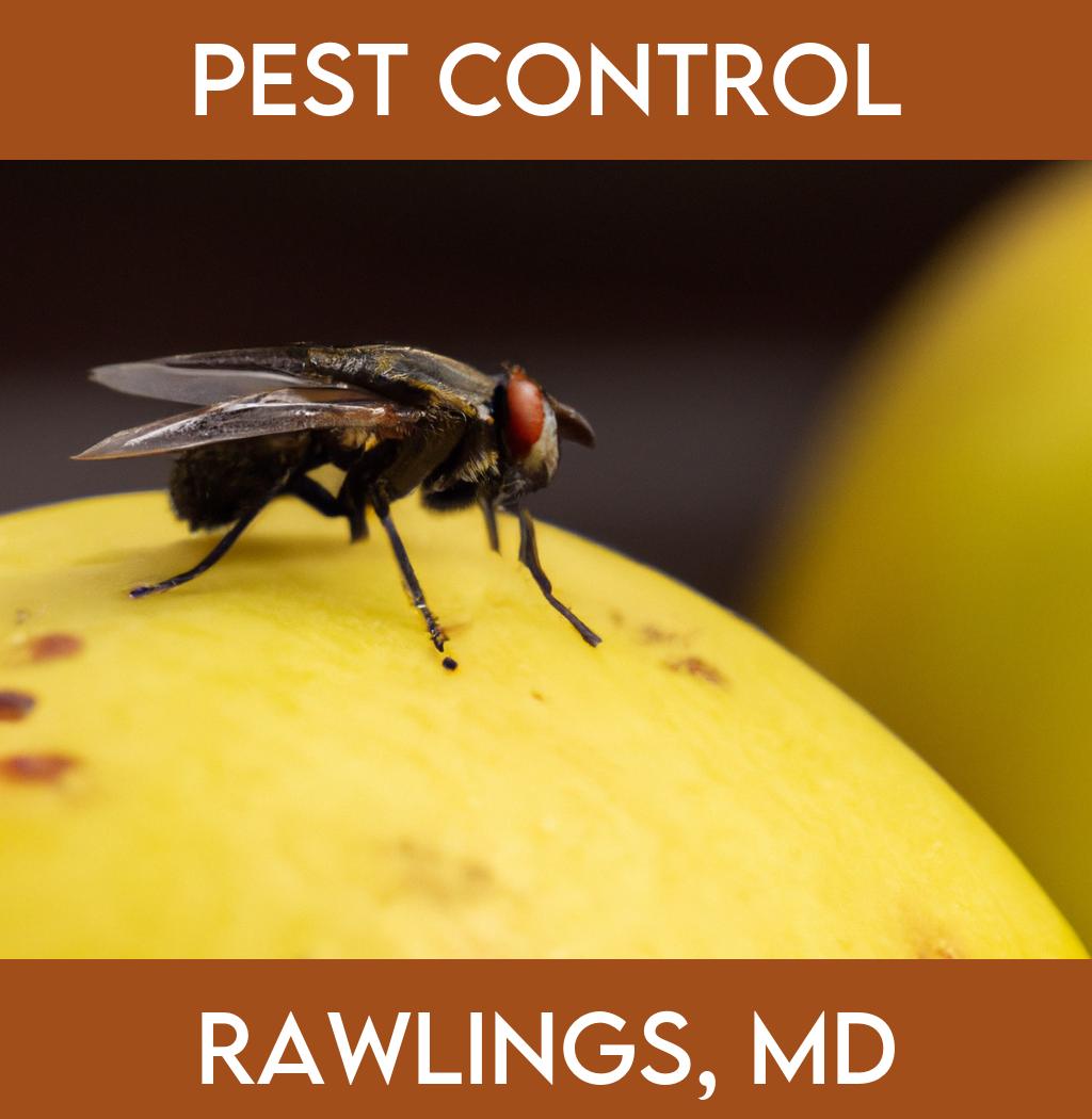 pest control in Rawlings Maryland