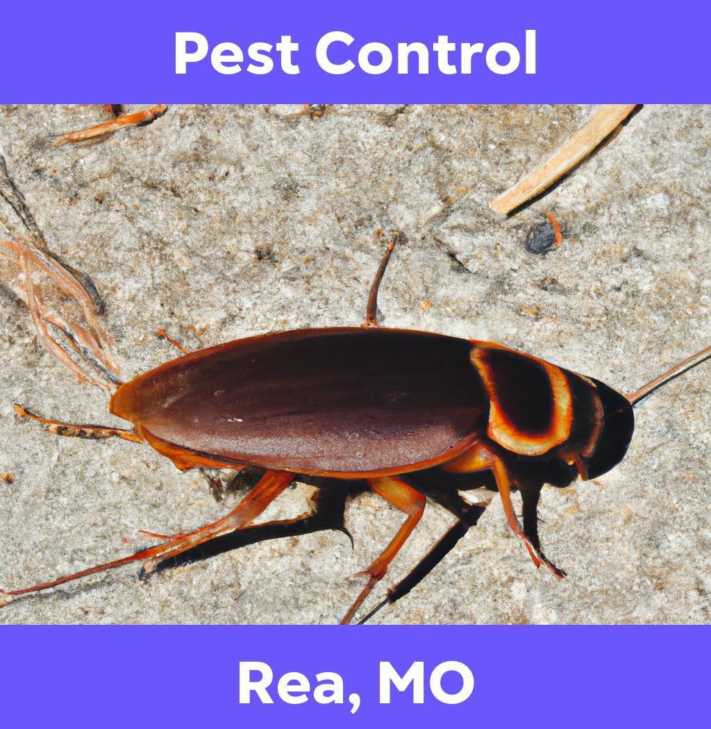 pest control in Rea Missouri