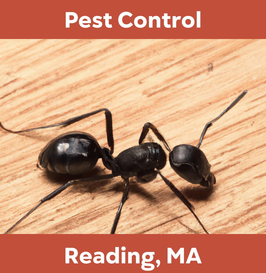 pest control in Reading Massachusetts