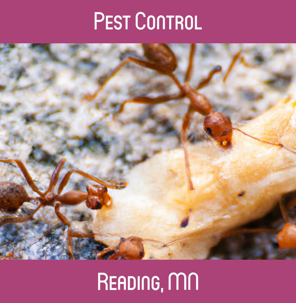 pest control in Reading Minnesota