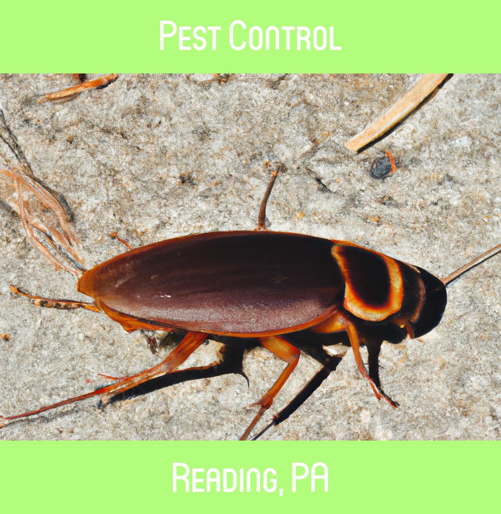pest control in Reading Pennsylvania