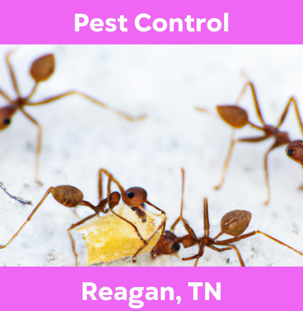 pest control in Reagan Tennessee