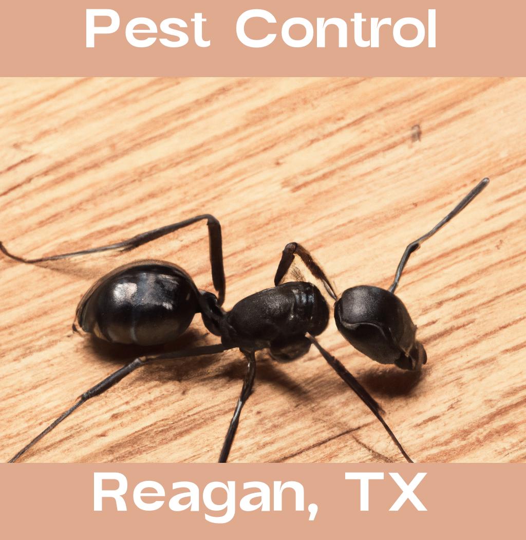 pest control in Reagan Texas