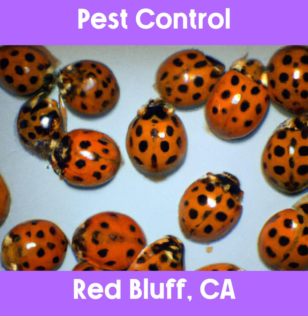 pest control in Red Bluff California