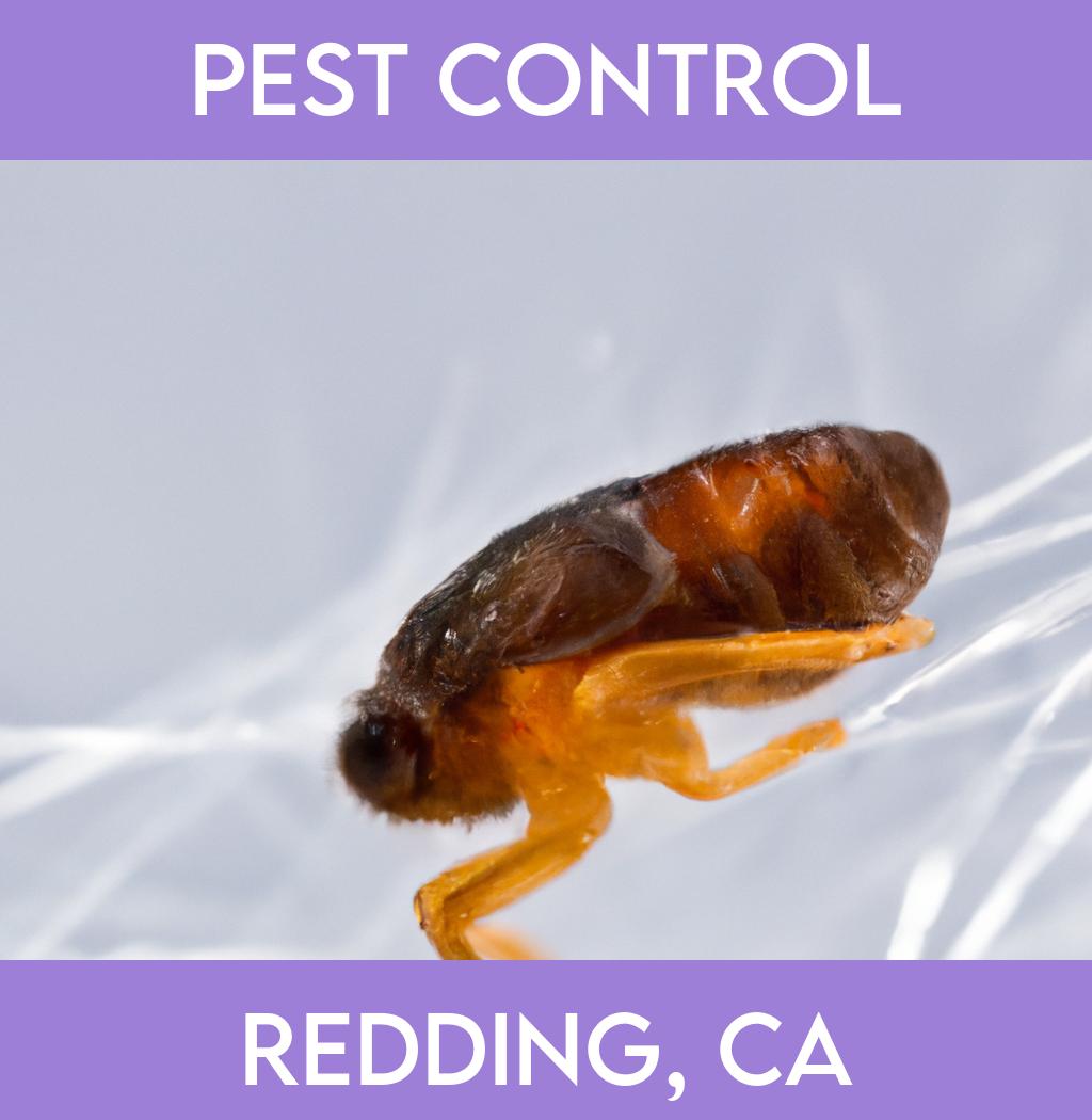 pest control in Redding California
