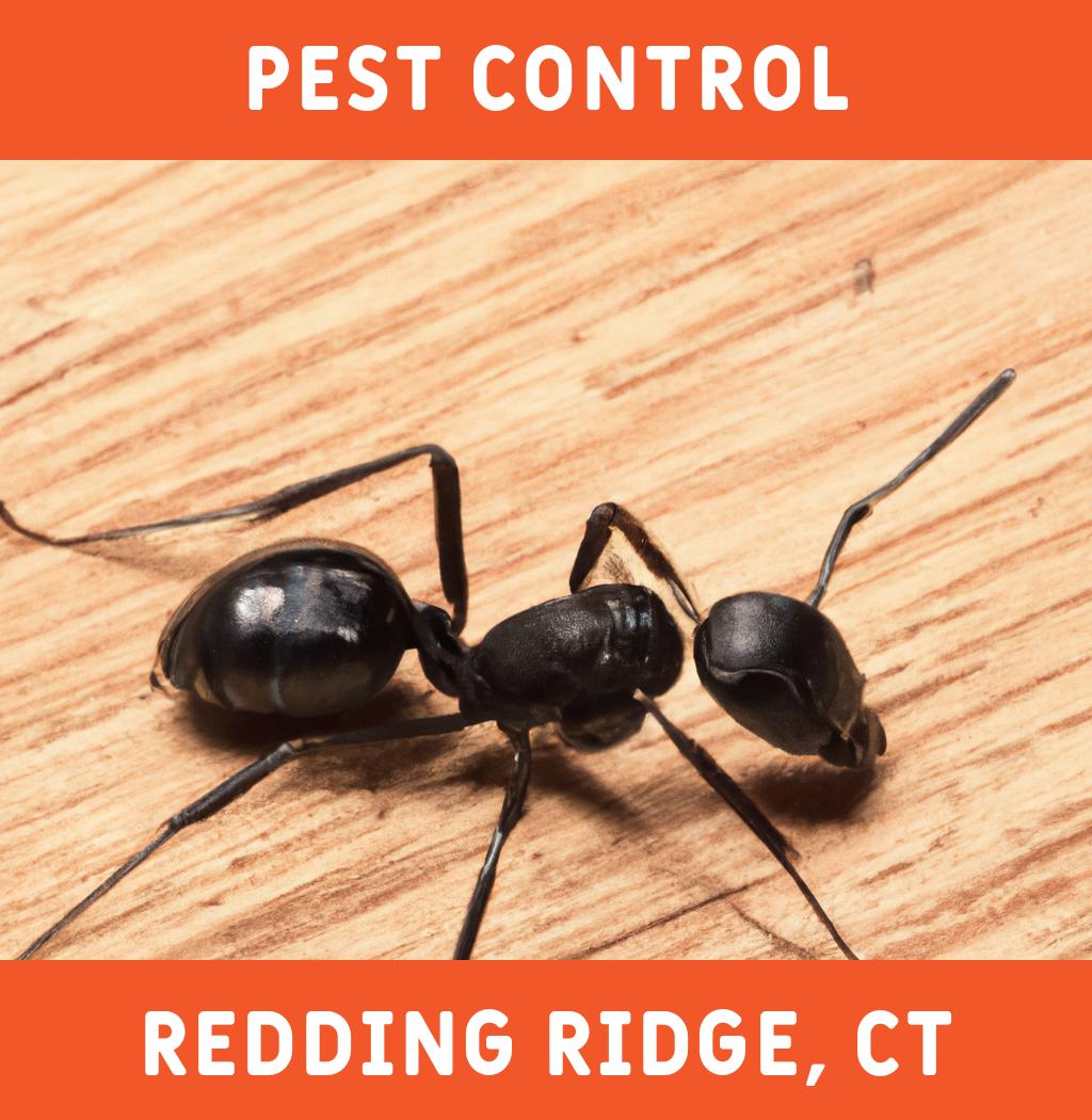 pest control in Redding Ridge Connecticut
