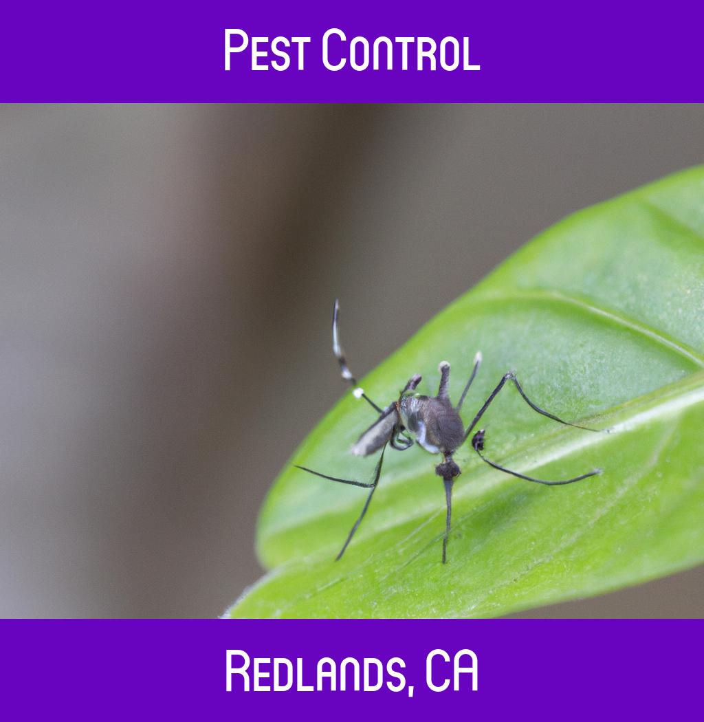 pest control in Redlands California