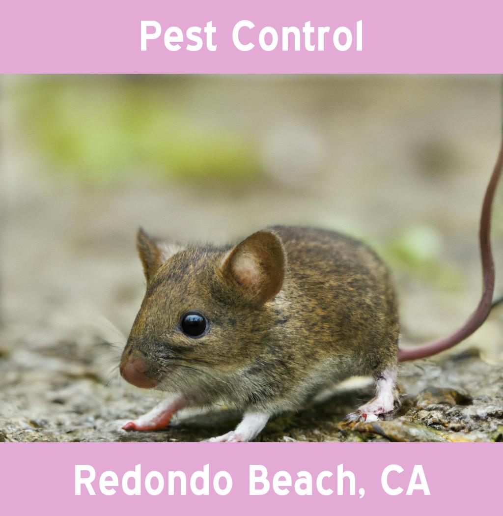 pest control in Redondo Beach California