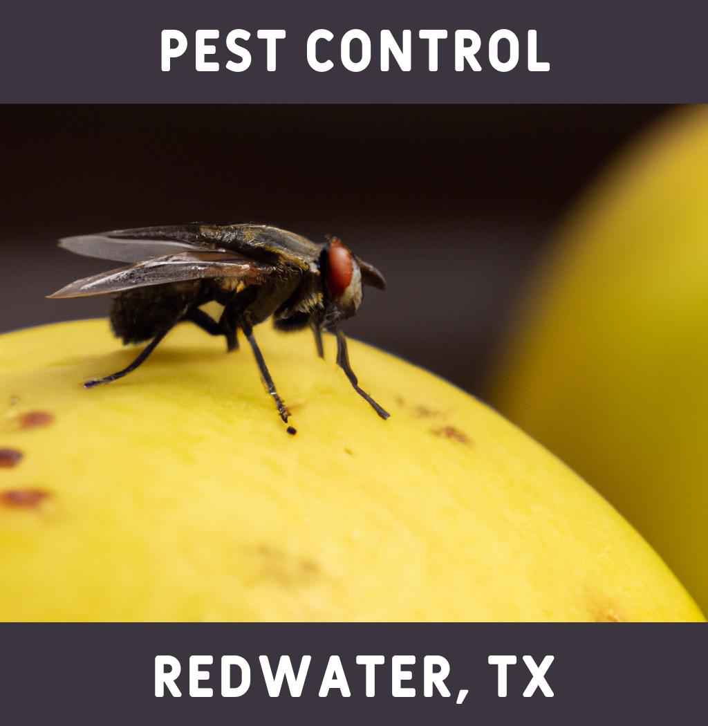 pest control in Redwater Texas