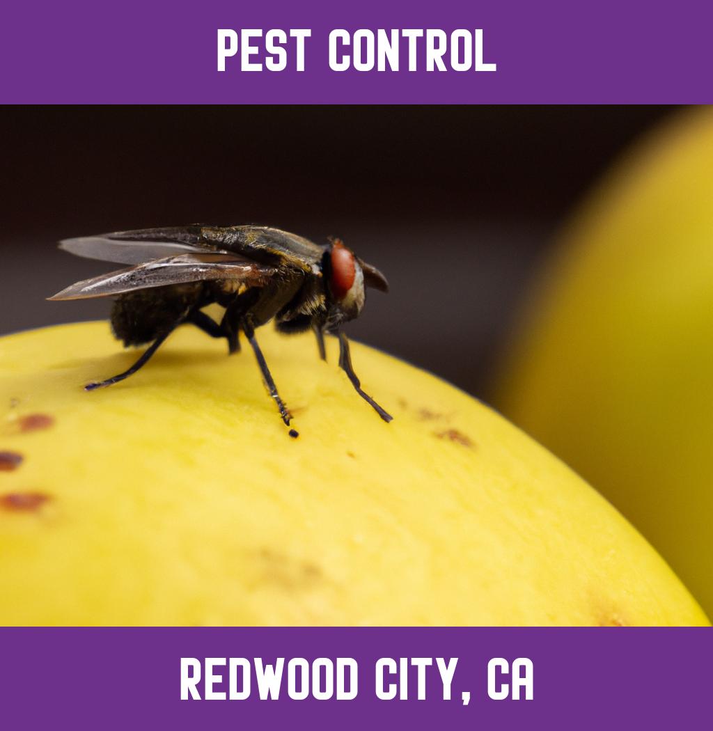 pest control in Redwood City California
