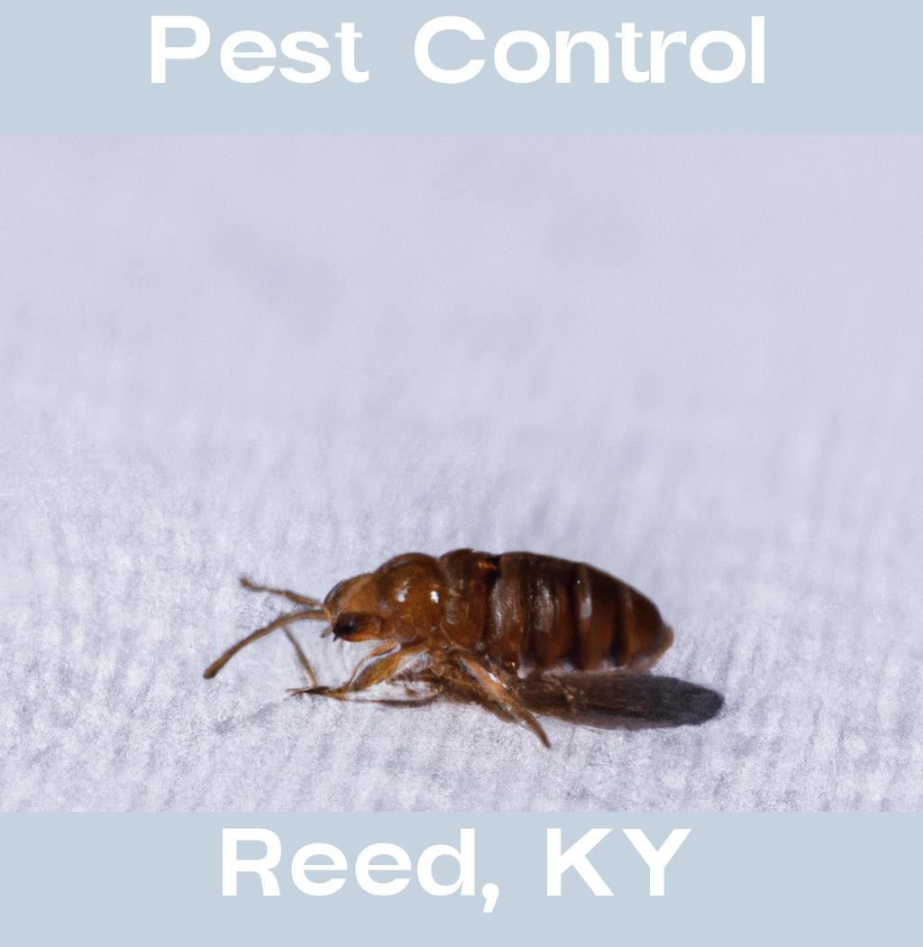 pest control in Reed Kentucky