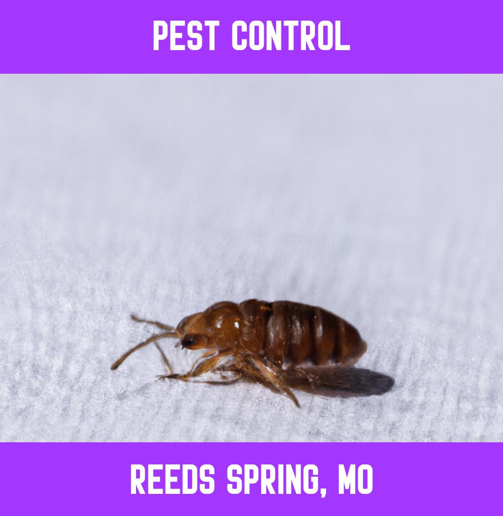 pest control in Reeds Spring Missouri