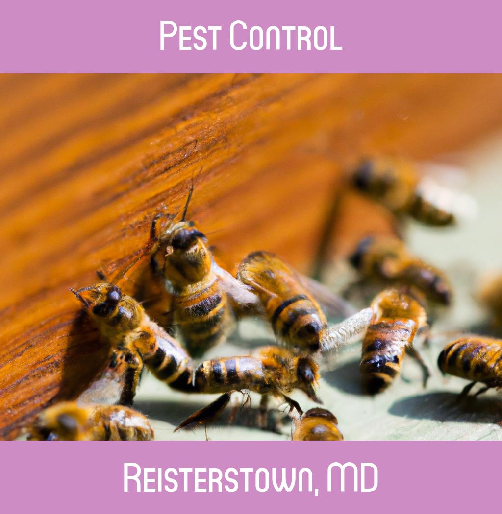 pest control in Reisterstown Maryland