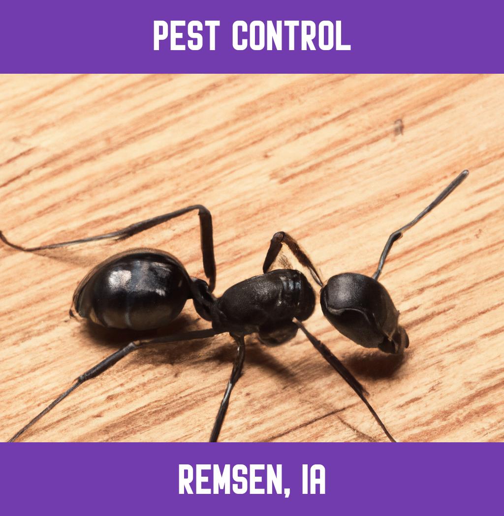 pest control in Remsen Iowa